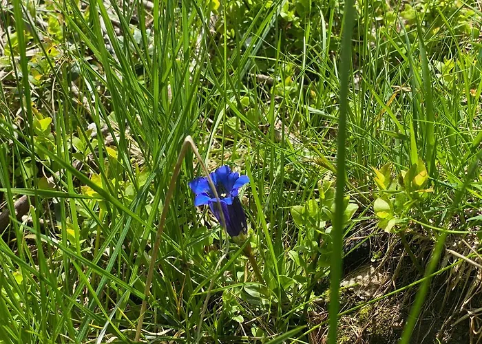 דירה Hot Chili - Nassfeld