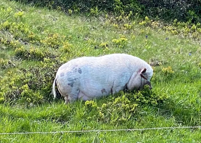 Hot Chili - Nassfeld * הרמגור